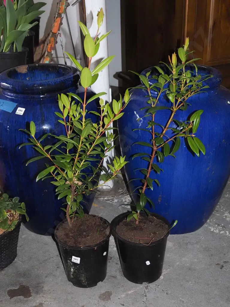 2x potted pohutukawa Image 1++