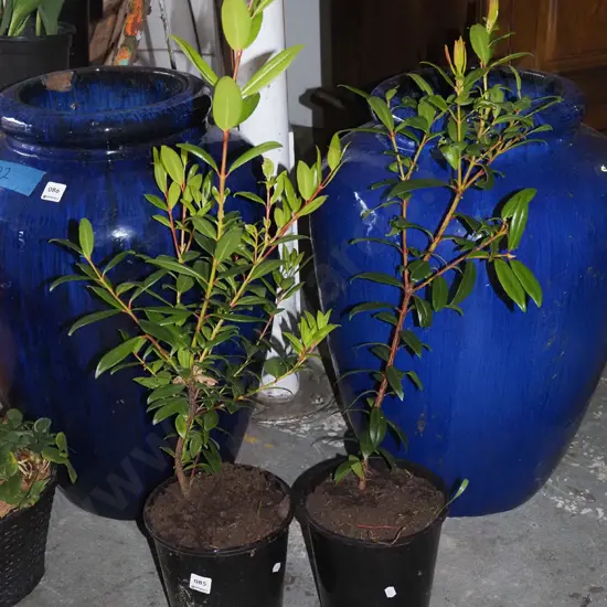 2x potted pohutukawa
