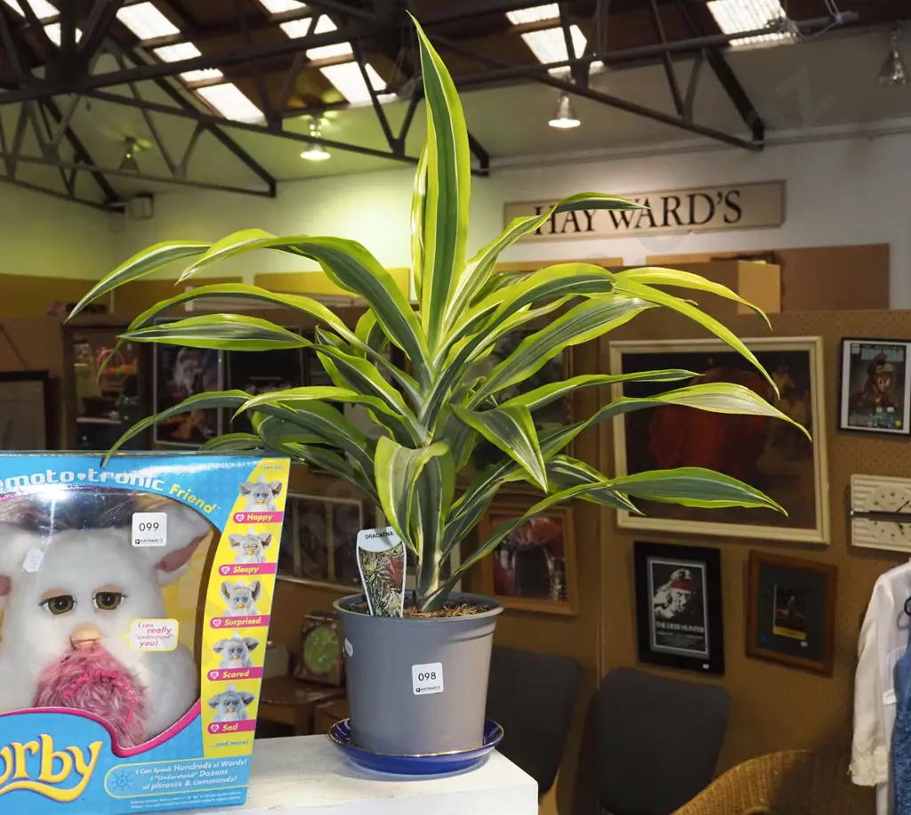 potted variegated dracaena H600 Image 1++