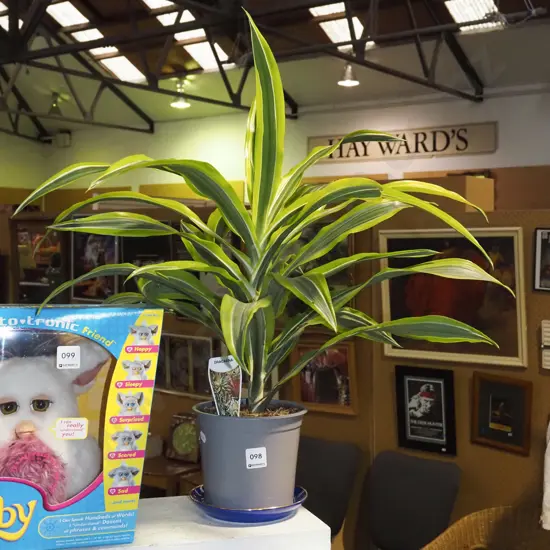 potted variegated dracaena H600