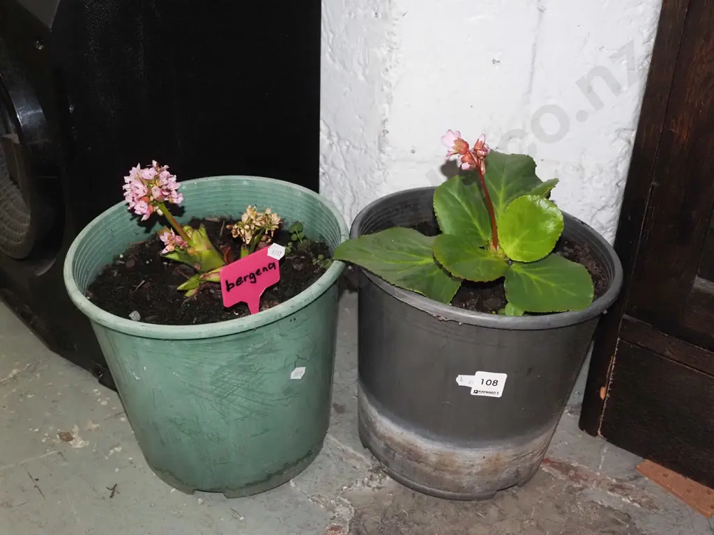 2x potted bergenia Image 1++