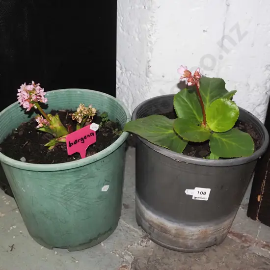 2x potted bergenia