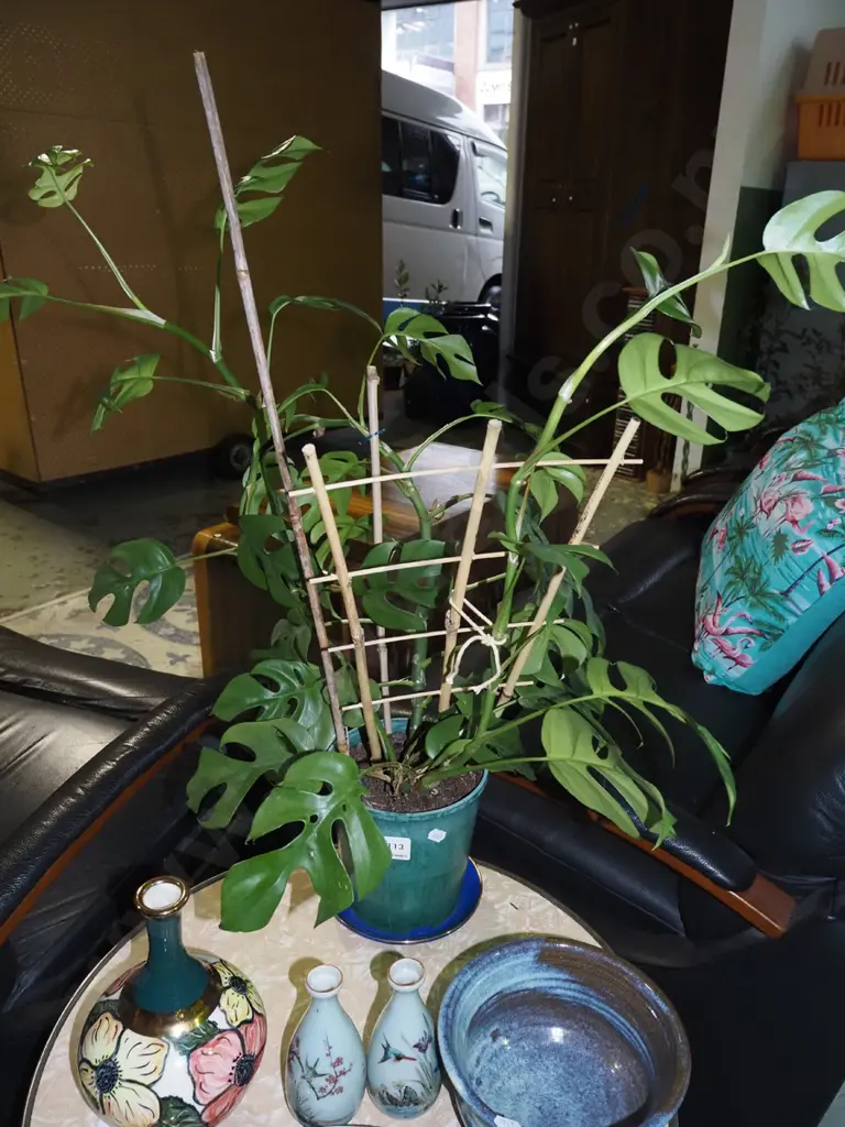 potted fruit salad plant H700 Image 1++