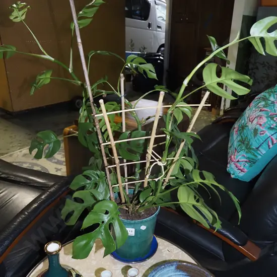 potted fruit salad plant H700