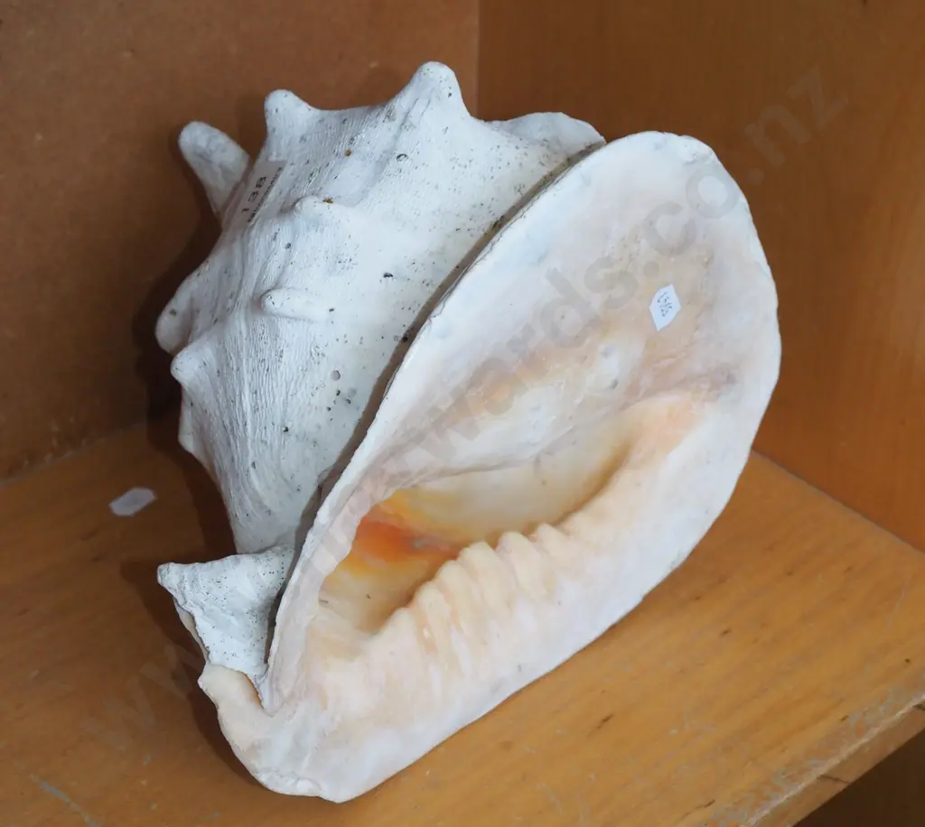 large seashell L240 Image 1++