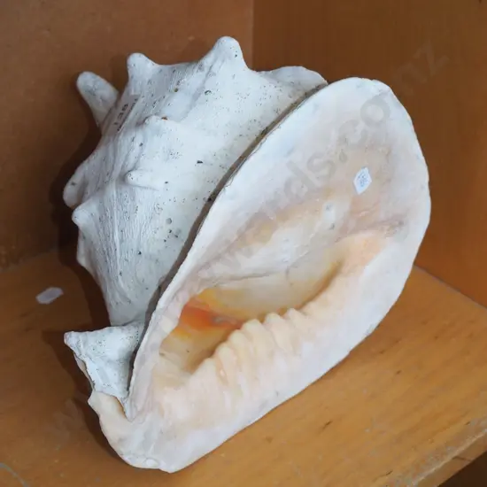 large seashell L240