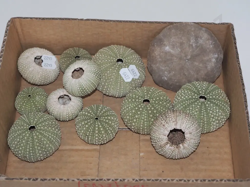 kina shells Image 1++