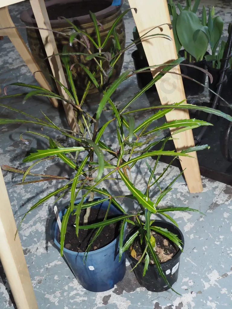 2x potted lancewoods Image 1++