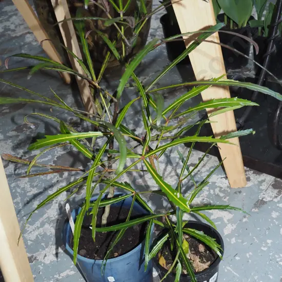 2x potted lancewoods