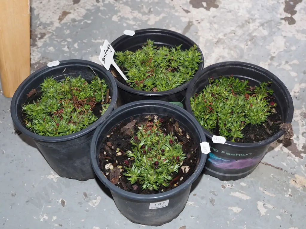 4x potted saxifraga Image 1++