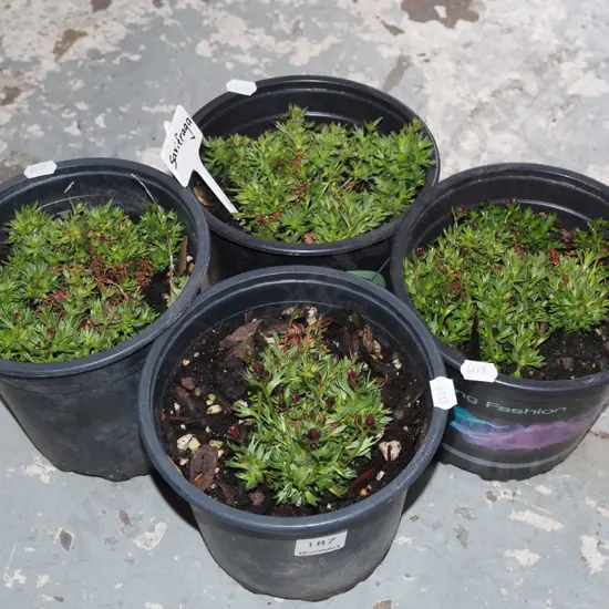 4x potted saxifraga