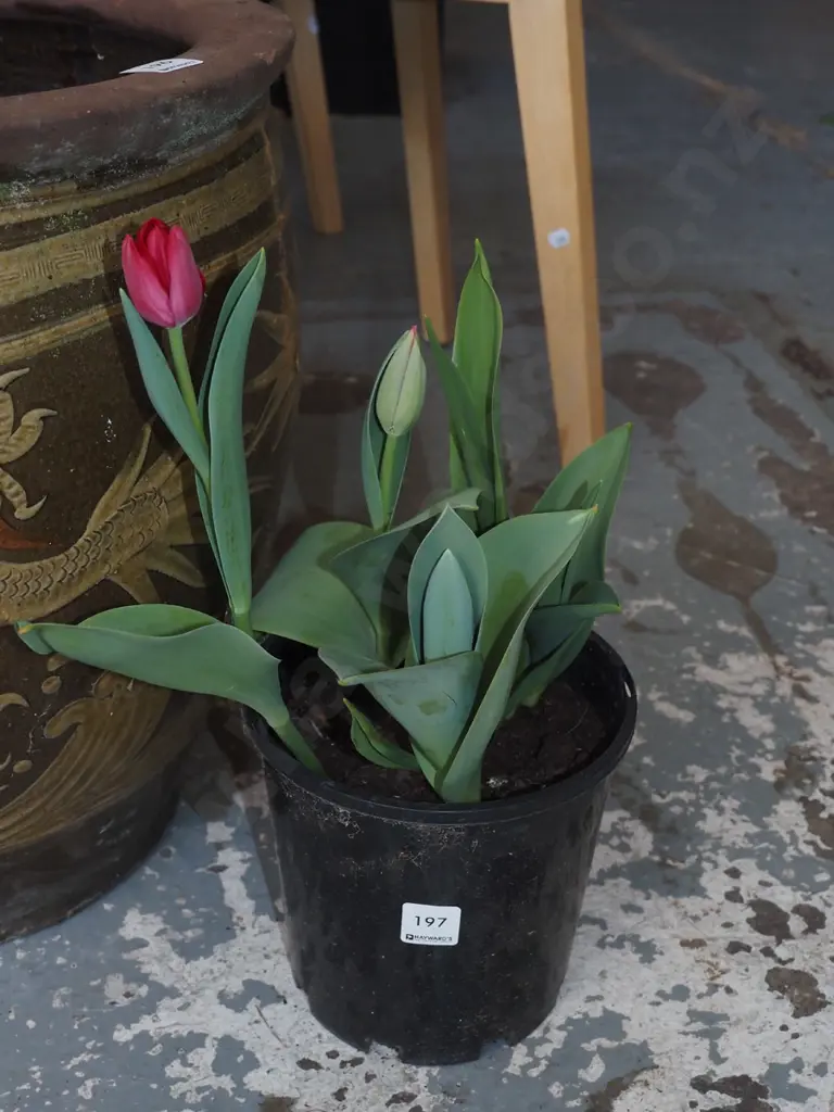 potted tulips Image 1++