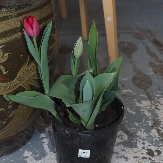 potted tulips
