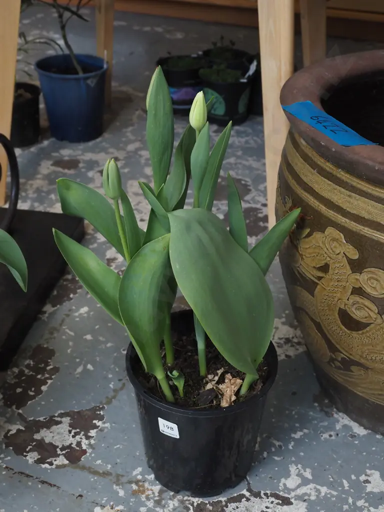 potted tulips Image 1++