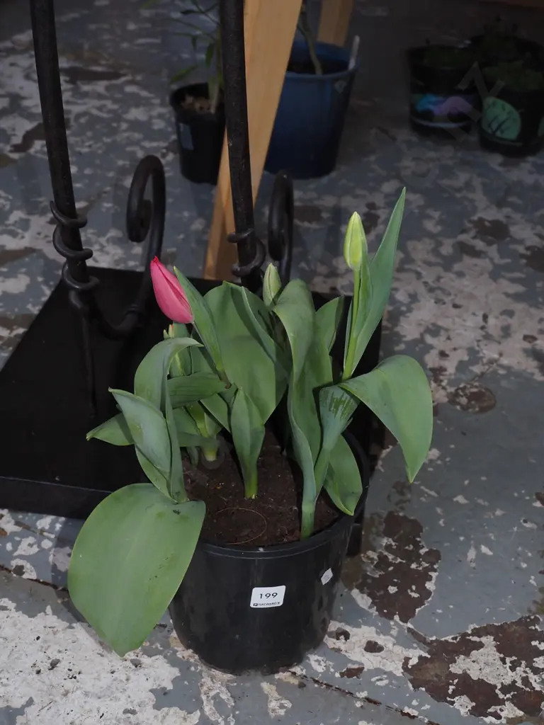 potted tulips Image 1++