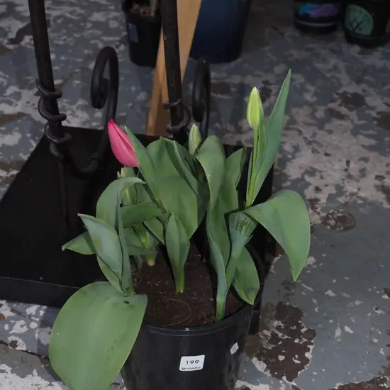 potted tulips