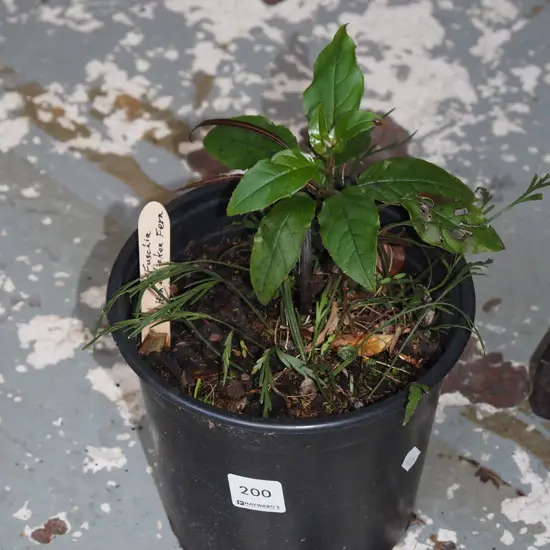 potted fuschia and hen and chicken fern