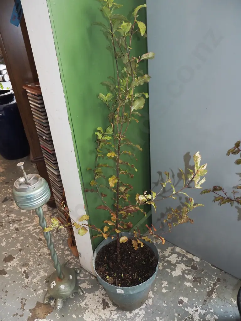 large potted red matipo H900 Image 1++