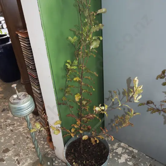 large potted red matipo H900