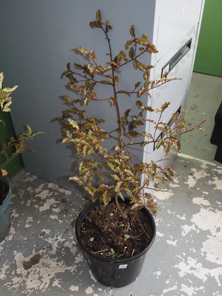 large potted red matipo H700 Image 1++