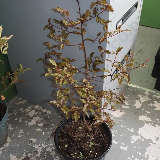 large potted red matipo H700