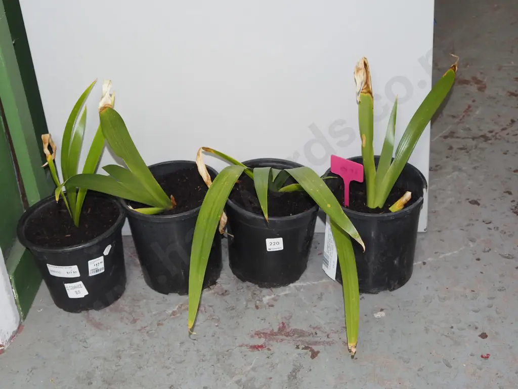 4x potted irises Image 1++