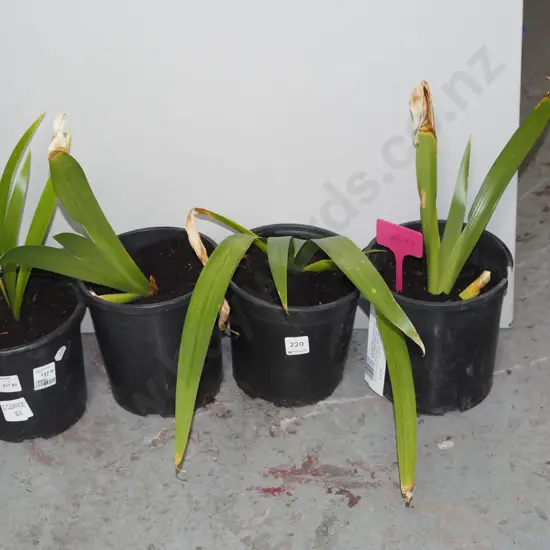4x potted irises