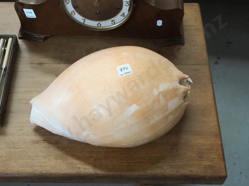 large seashell L340 Image 1++