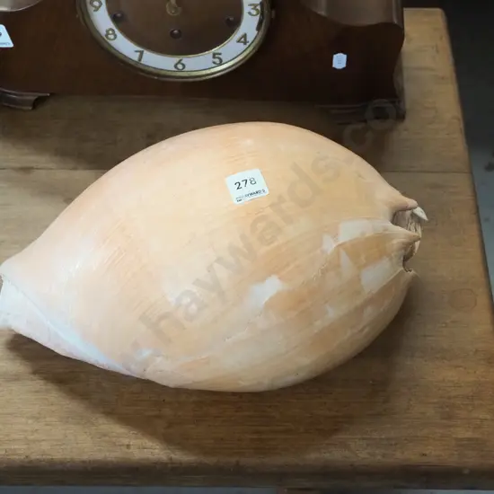 large seashell L340