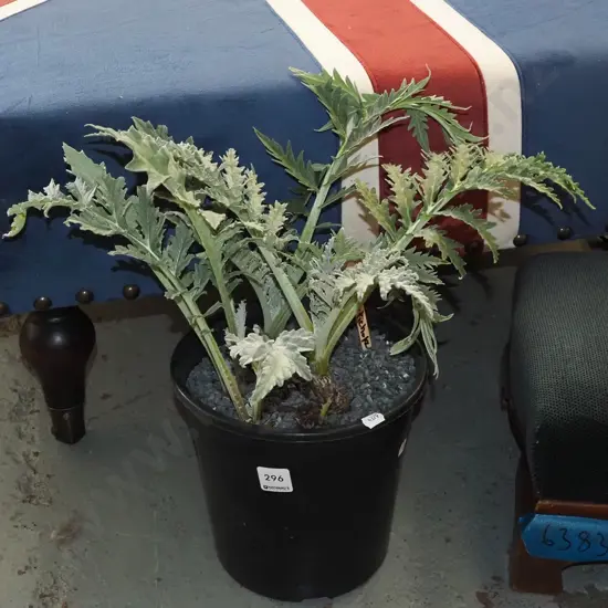 potted globe artichokes