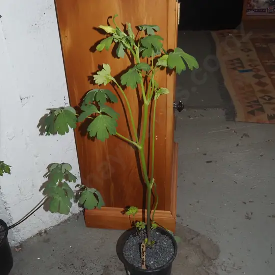 potted yellow aquilegia