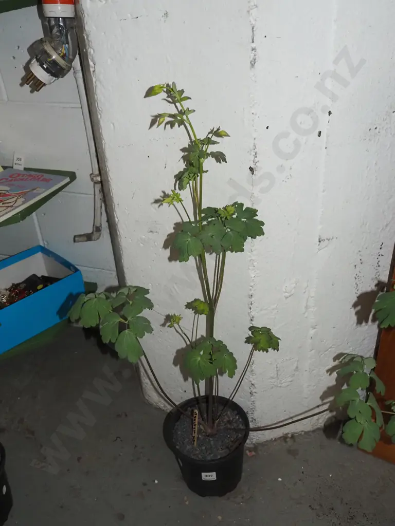 potted yellow aquilegia Image 1++