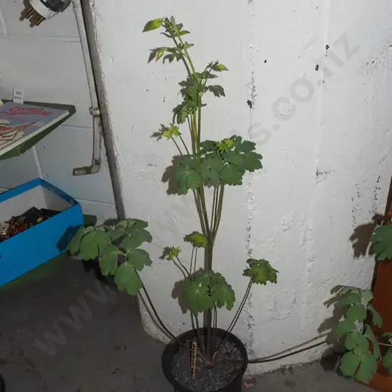 potted yellow aquilegia