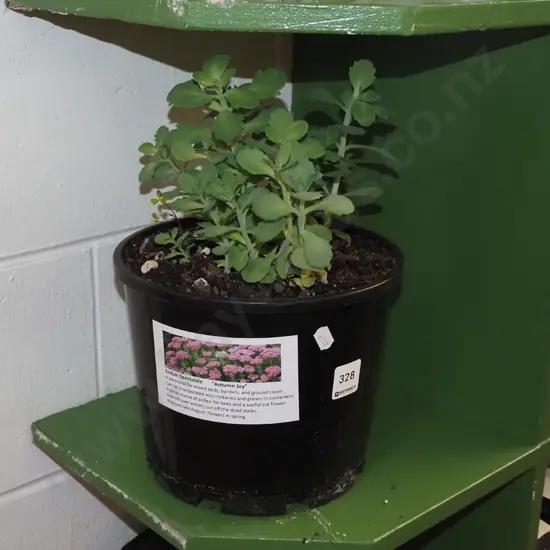 potted sedum spectabile autumn joy