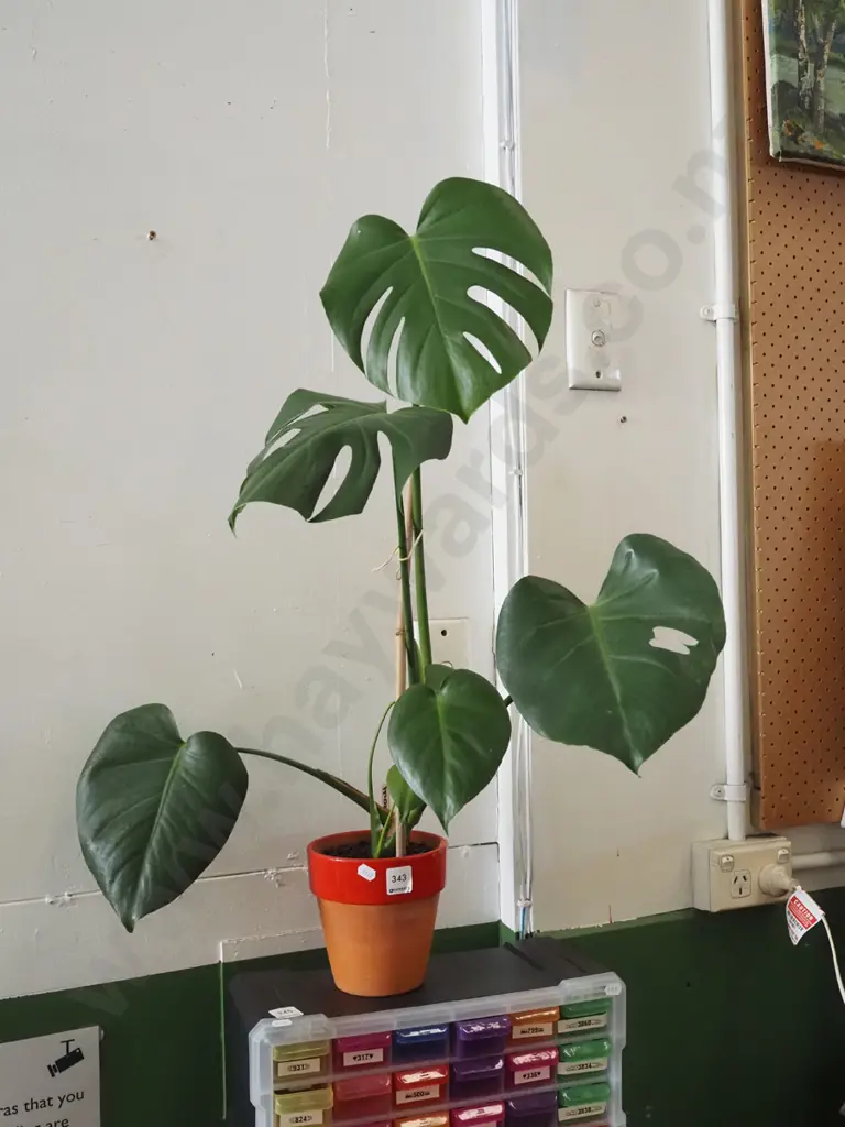 potted indoor plant - monstera Image 1++