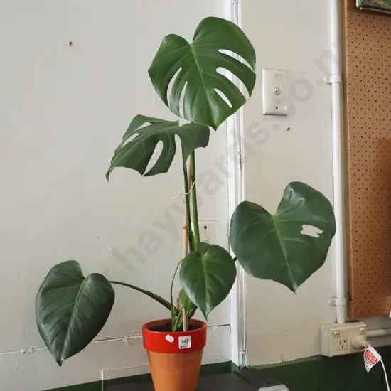 potted indoor plant - monstera