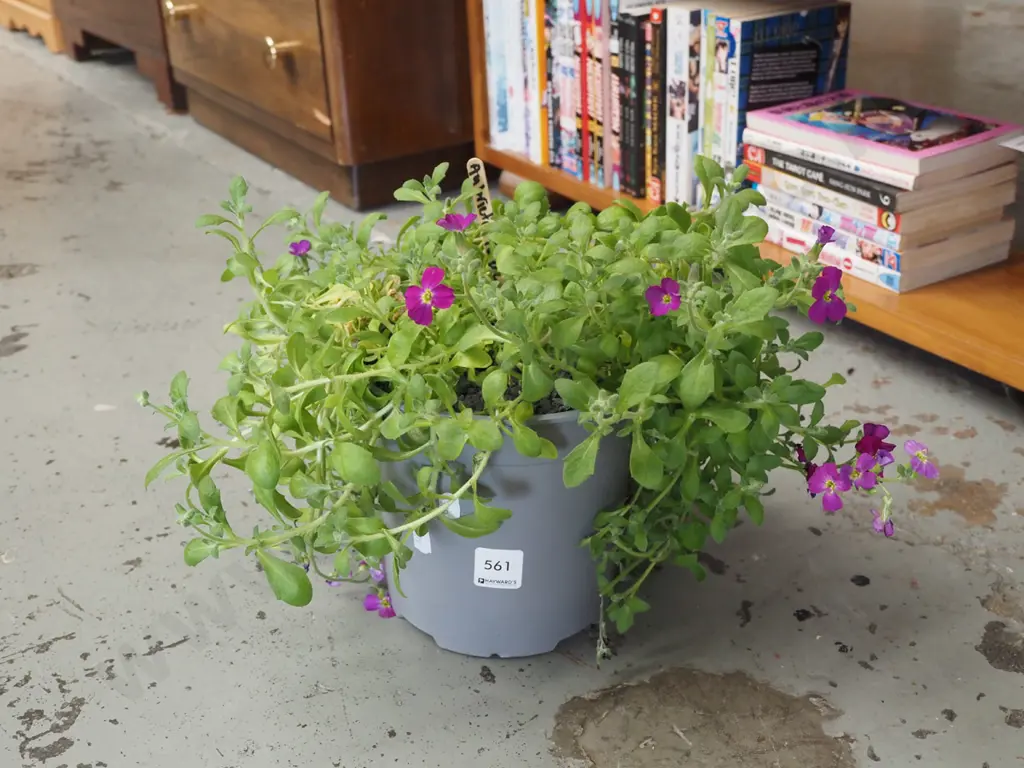 potted purple aubreieta Image 1++