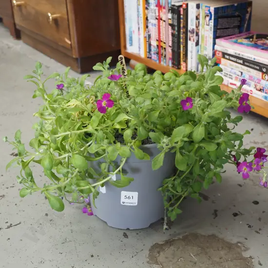 potted purple aubreieta