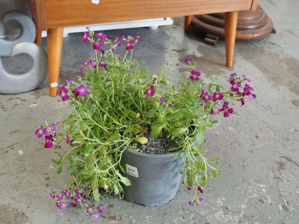 potted purple aubreieta Image 1++