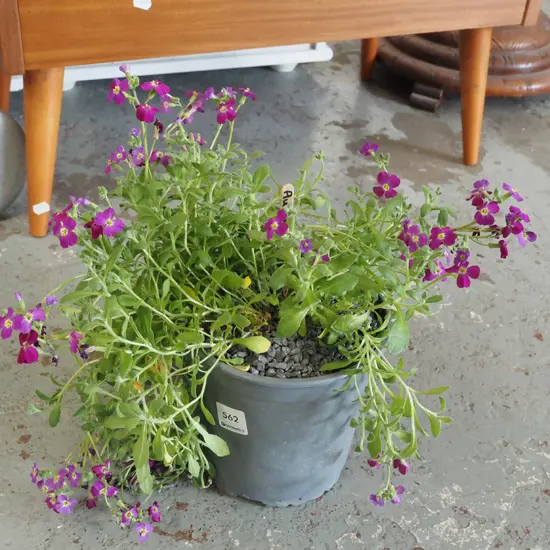 potted purple aubreieta