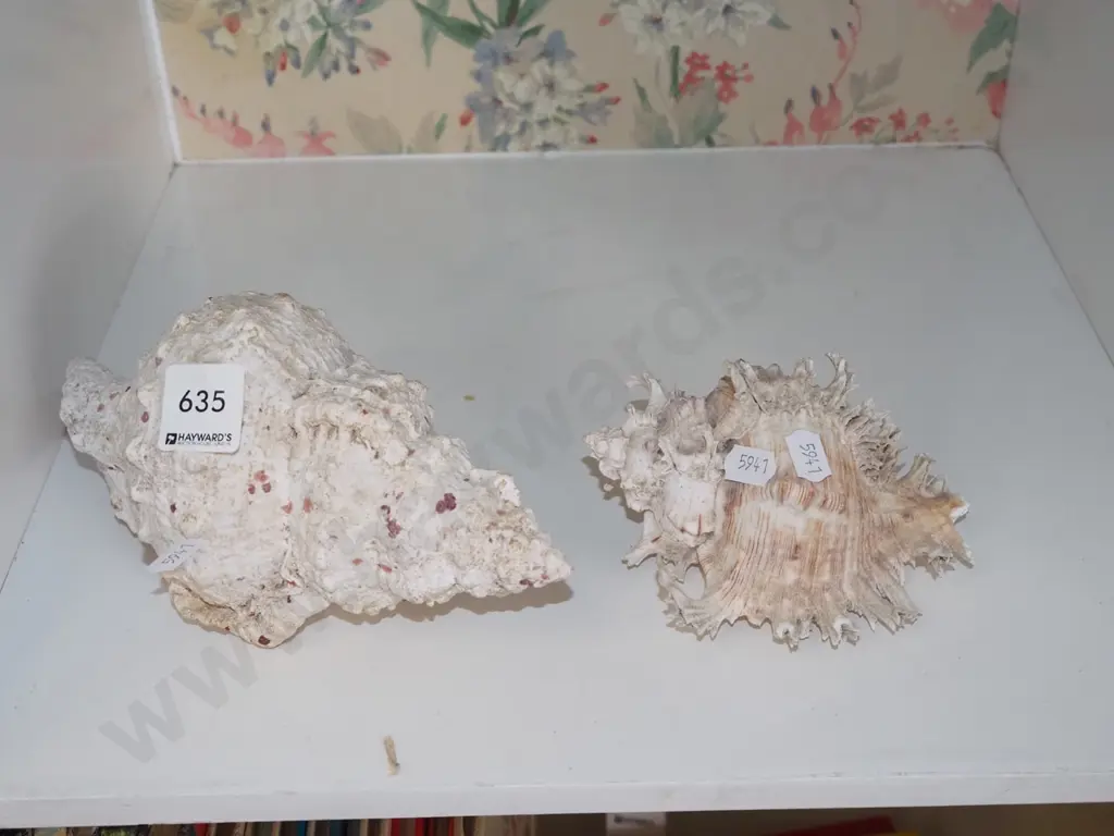 2x seashells Image 1++