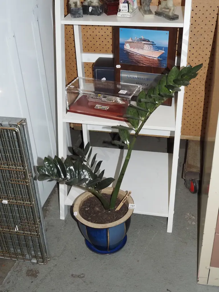 potted indoor ZZ plant Image 1++