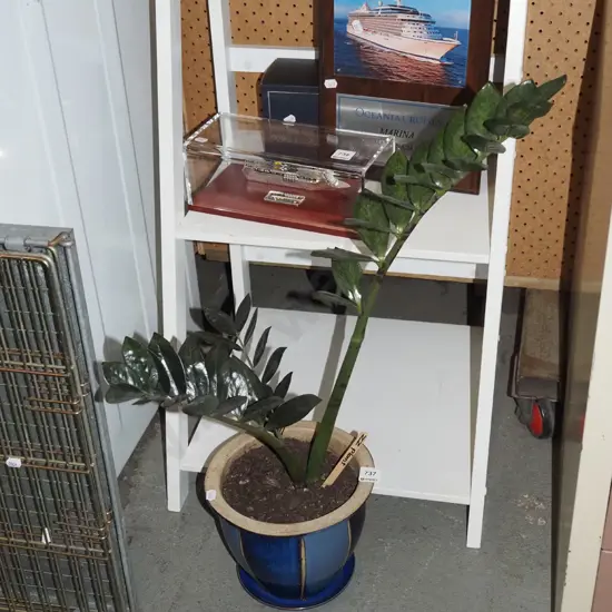 potted indoor ZZ plant