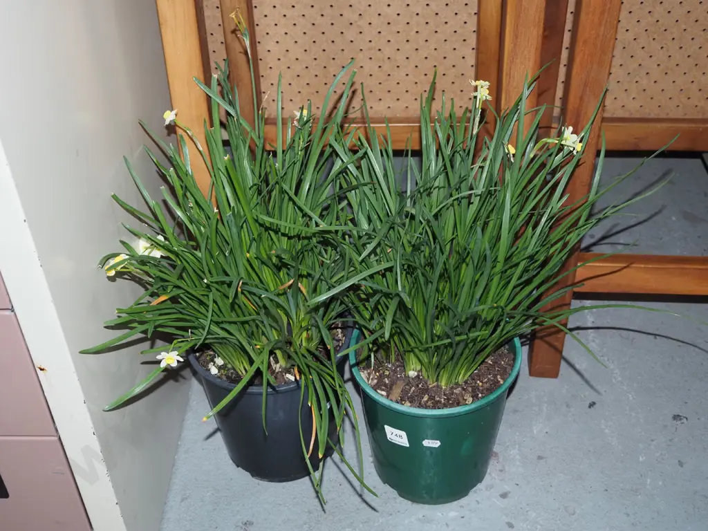 2x potted miniature daffodils Image 1++