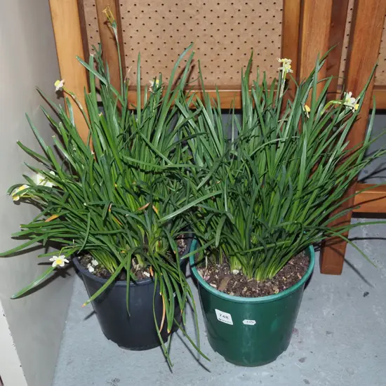2x potted miniature daffodils