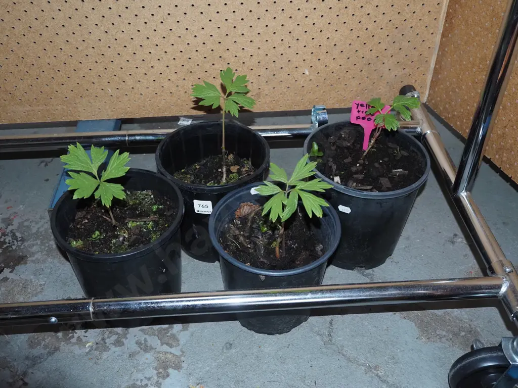 4x potted yellow tree peonies Image 1++