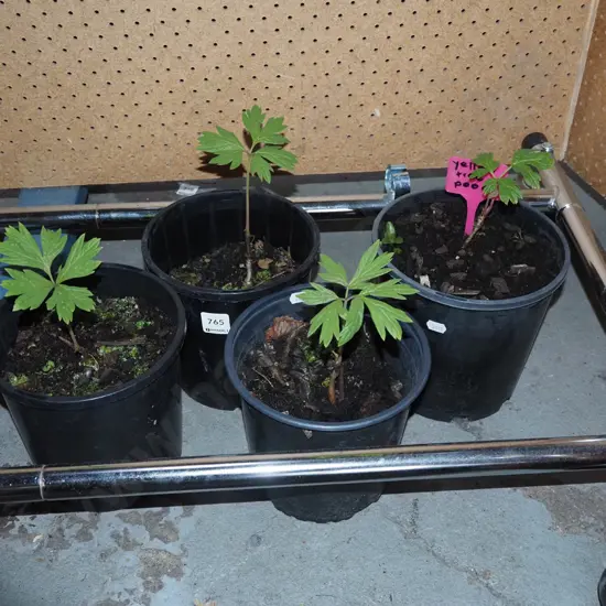 4x potted yellow tree peonies