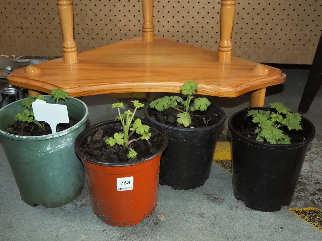 4x potted delphiniums Image 1++