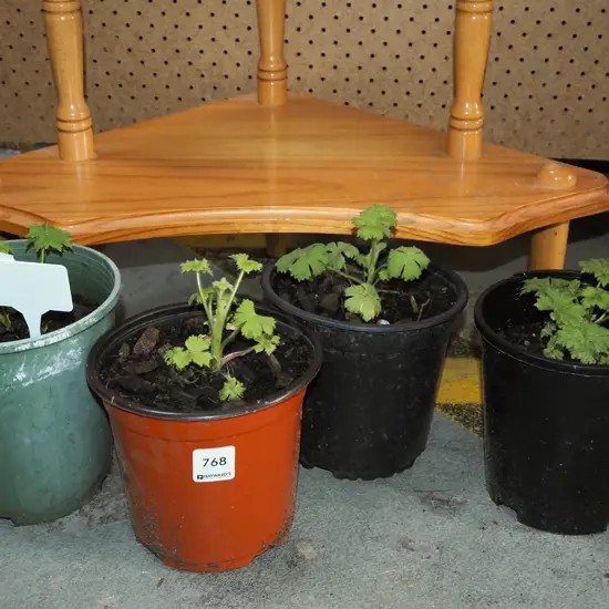 4x potted delphiniums