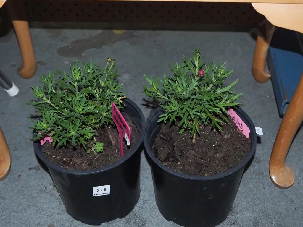 2x potted federation daises Image 1++
